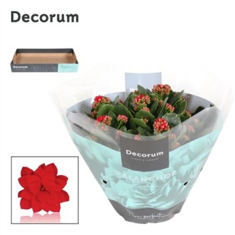 Каланхоэ Calandiva красный (decorum) d23 см h28 см