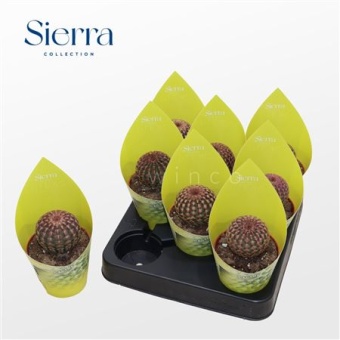 Эхиноцереус Rubrispinus Sierra Collectio d8.5 см h15 см