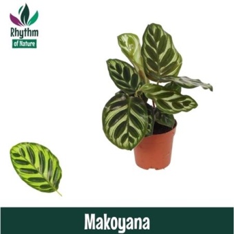 Калатея Макояна d7 см h15 см