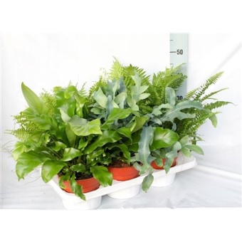 Папоротники микс Exclusive d17 см h50 см