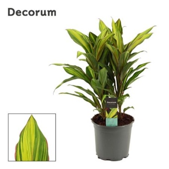Кордилина Киви d19 см h55 см (decorum)
