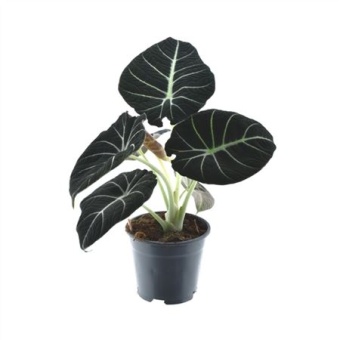 Алоказия Блек Вельвет "Black Velvet" d14 см h25 см