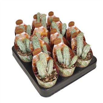 Эуфорбия Mammillaris Variegata Potcover d6.5 см h8 см