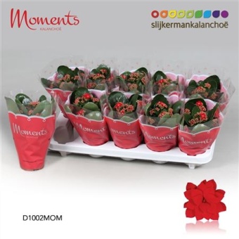 Каланхоэ Calandiva Moments красный d10.5 см h23 см