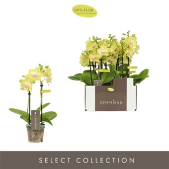 Фаленопсис Mini 2st Yellow 10+ d7 см h25 см