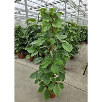 Тетрастигма Voinierianum Piramide d27 см h150 см