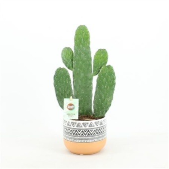 Опунция Rubescens Consolea d13 см h35 см тип 5