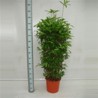 Драцена Суркулоза куст d32 см h150 см