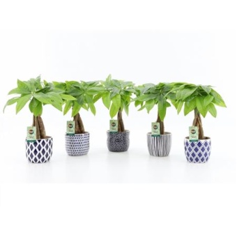Пахира Акватика In Delft Blue Ceramic d13 см h50 см