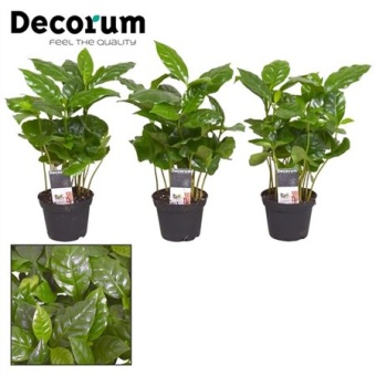 Кофе Арабика (decorum) d7 см h15 см