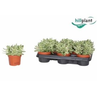 Крассула Swaziensis вариегатная d10.5 см h15 см