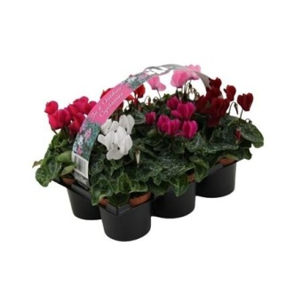 Цикламен Верано Mix 6-pack d9 см h12.5 см