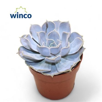 Эхеверия Rinionii d8.5 см h12.5 см