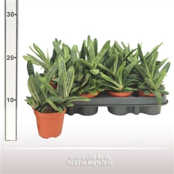 Гастерия Little Warty d8.5 см h20 см