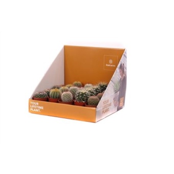 Кактусы микс в коробке d5.5 см h25 см
