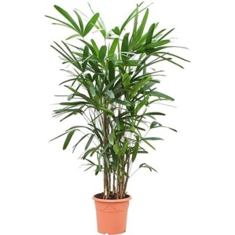 Рапис Excelsa d24 см h150 см