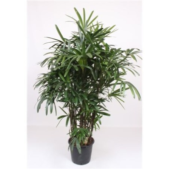 Рапис Excelsa d40 см h210 см