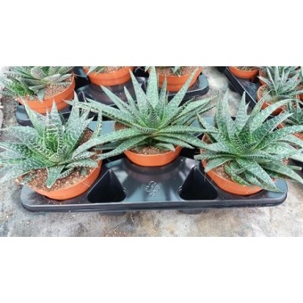 Гастерия Verrucosa d17 см h20 см