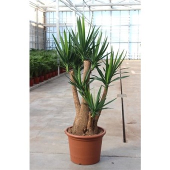 Юкка Branched d50 см 200 см