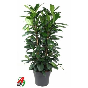 Фикус Циатистипула 3 ствола d34 см h110 см