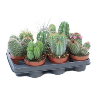 Кактус микс d10.5 см h15 см тип 4