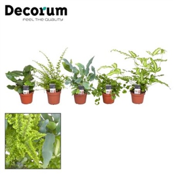 Папоротники микс (decorum) d7 см h20 см