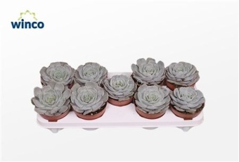 Эхеверия Pollux d12 см h10 см