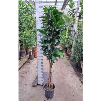 Фикус Циатистипула косичка d30 см h210 см