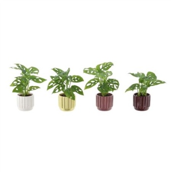 Монстера Monkey Leaf In Pot d7 см h15 см