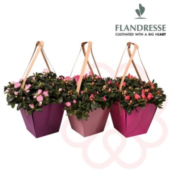 Азалия Фландрес микс Bag d14 см h32.5 см