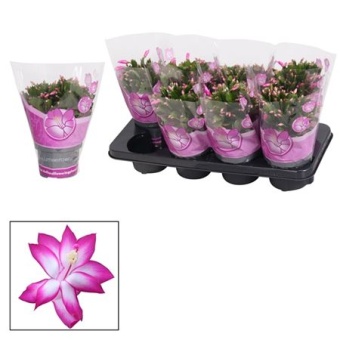 Шлюмбергера (декабрист) Purple Ton Sur Ton d13 см h27.5 см