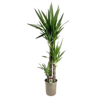 Юкка Elephantipes d24 см 140 см
