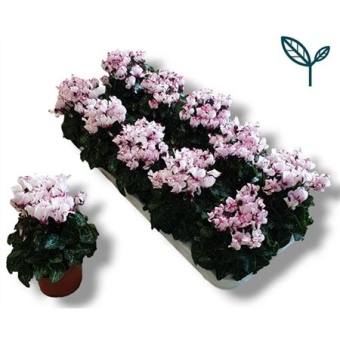 Цикламен Victoria White-pink d10.5 см h15 см