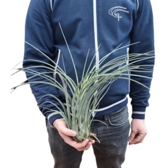Тилландсия Juncifolia d40 см h40 см