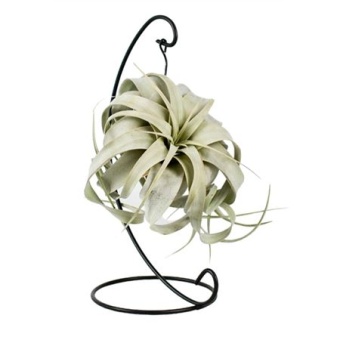 Тилландсия King Xero Hanger d12 см h23 см