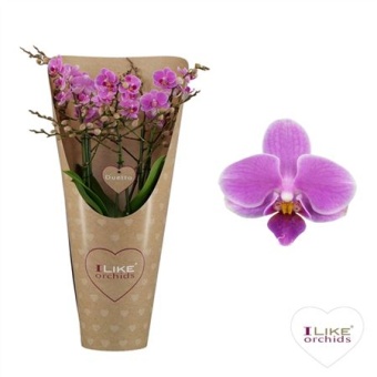 Фаленопсис Duetto Purple 60+ ( Levo ) d17 см h60 см