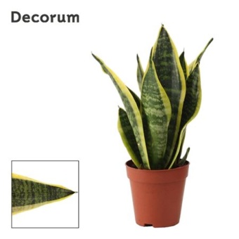 Сансевиерия Суперба (decorum) d9 см h25 см