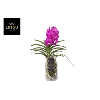 Ванда Bose Xl Cerise-fuchsia d15 см h60 см