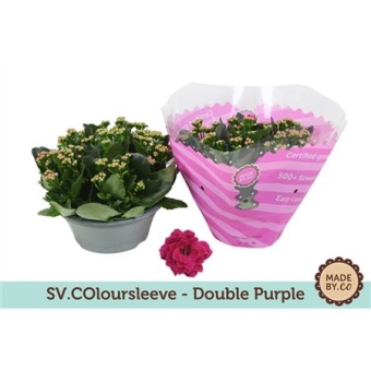 Каланхоэ Rosalina Purple d23 см h27.5 см
