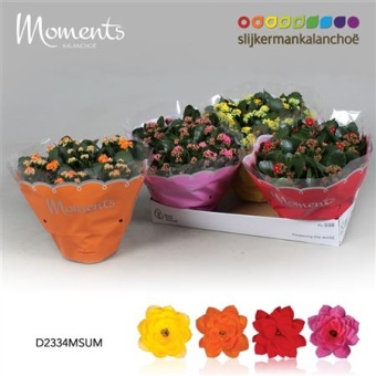 Каланхоэ Calandiva Moments Summer микс d23 см h28 см