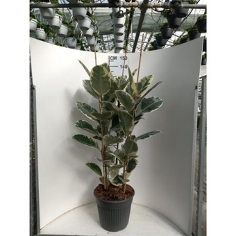Фикус Эластика Тинеке 3 ствола d35 см h135 см