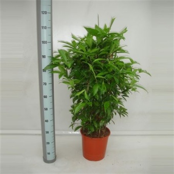 Драцена Суркулоза куст d27 см h110 см