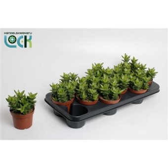 Алоэ Скуаросса d10.5 см h15 см