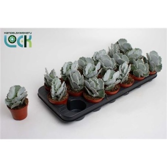 Котиледон суккулент Undulata d8.5 см h15 см
