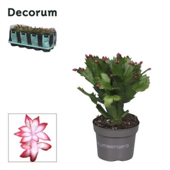 Шлюмбергера (декабрист) Red Exotic Feel Green d10.5 см h20 см