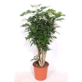 Радермахера Hainanensis d30 см h130 см