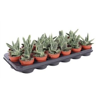 Гастерия Little Warty d8.5 см h15 см