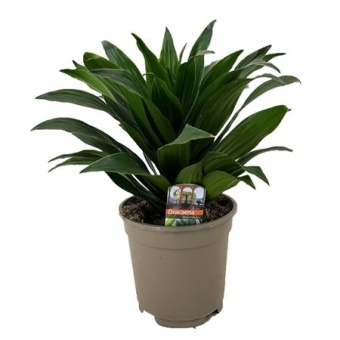 Драцена Компакта розетка d17 см h45 см