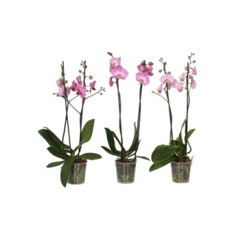 Фаленопсис 2 ствола Pink 14+ (vg) d12 см h55 см