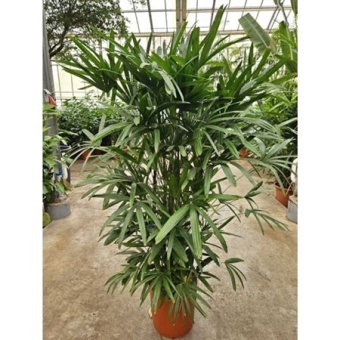 Рапис Excelsa d34 см h190 см